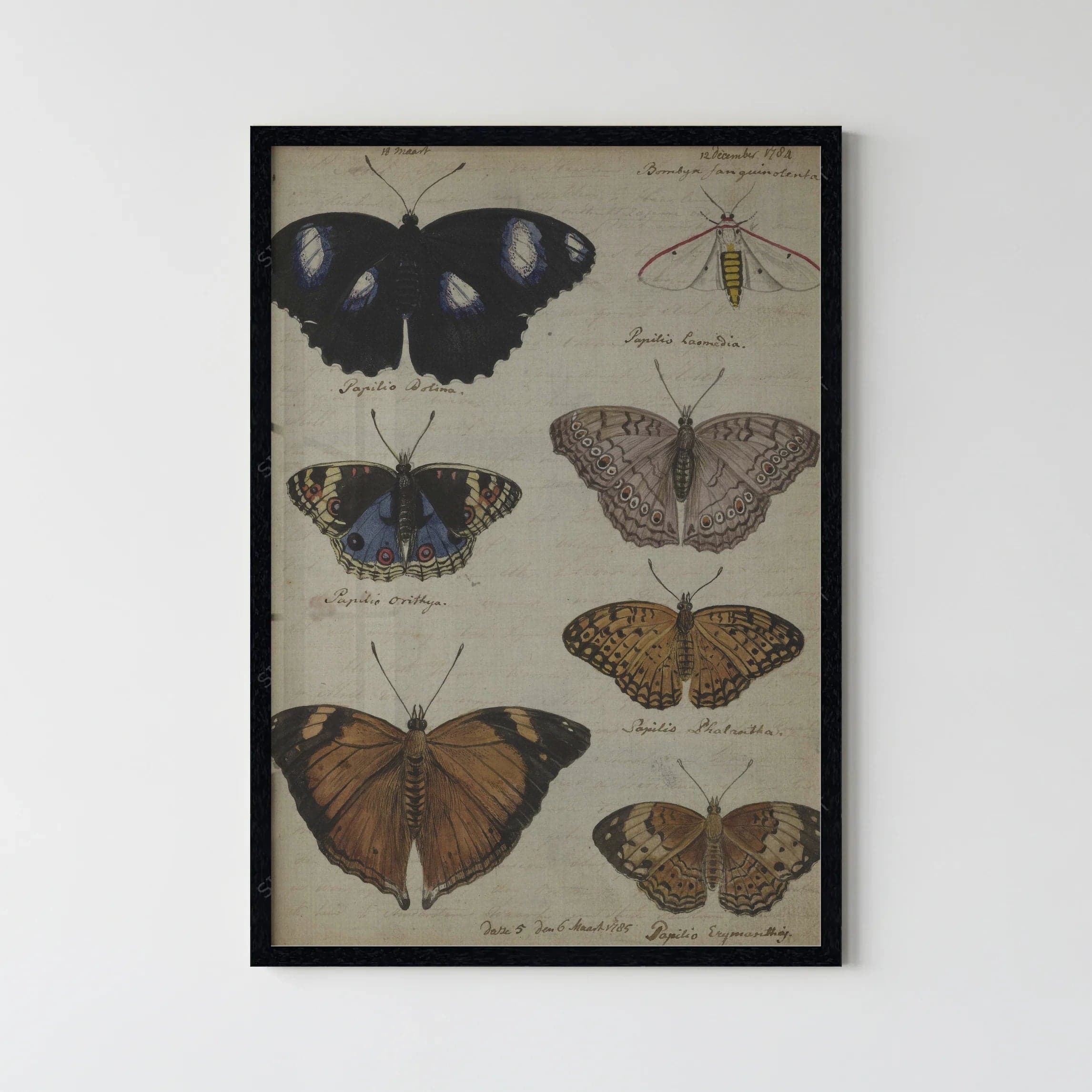 Blink Dark Collection 89